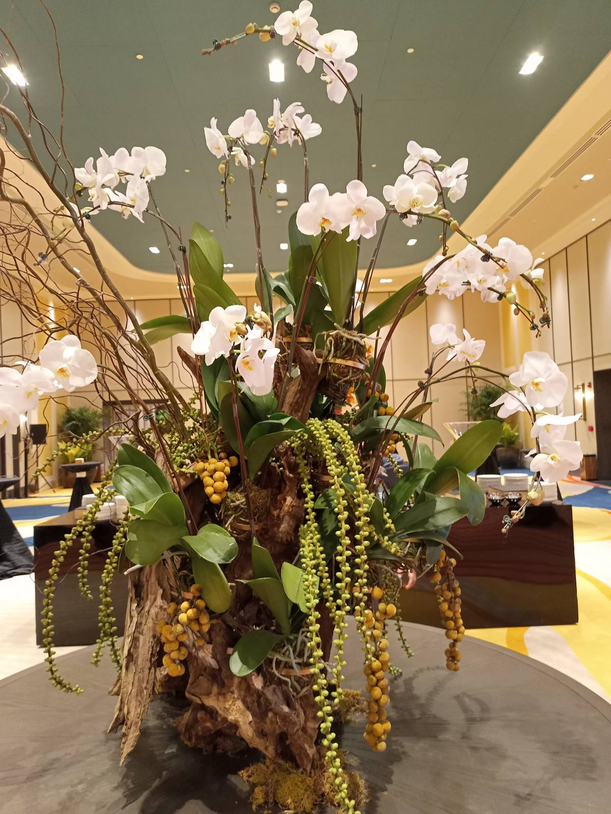 Fabulous 10 Orchids in a driftwood 