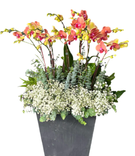 Gianna Potted Orchids 