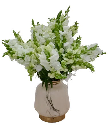White Snapdragon in a Clear Vase