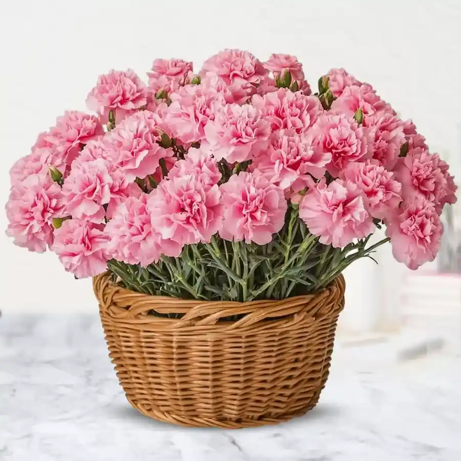 Basket of 40 Fresh Pink Carnations